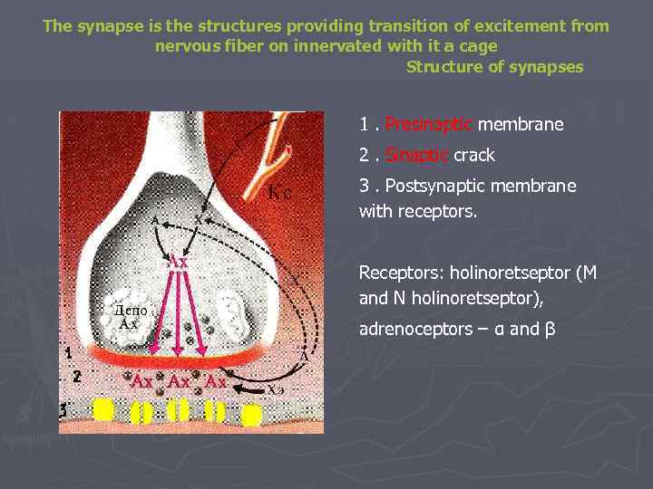 The synapse is the structures providing transition of excitement from nervous fiber on innervated