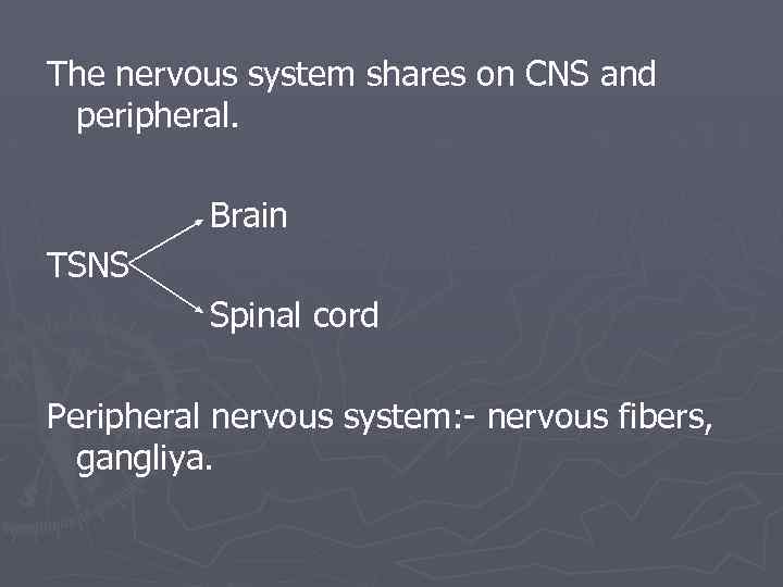 The nervous system shares on CNS and peripheral. Brain TSNS Spinal cord Peripheral nervous
