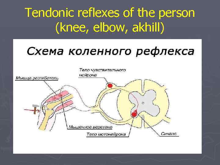 Tendonic reflexes of the person (knee, elbow, akhill) 