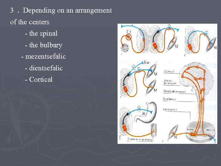 3. Depending on an arrangement of the centers - the spinal - the bulbary