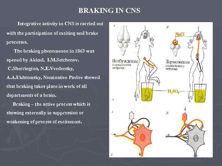 BRAKING IN CNS Integrative activity in CNS is carried out with the participation of