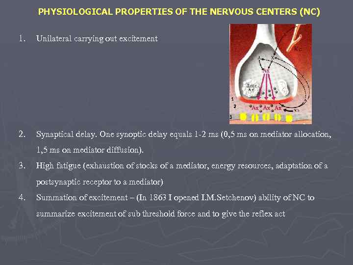PHYSIOLOGICAL PROPERTIES OF THE NERVOUS CENTERS (NC) 1. Unilateral carrying out excitement 2. Synaptical
