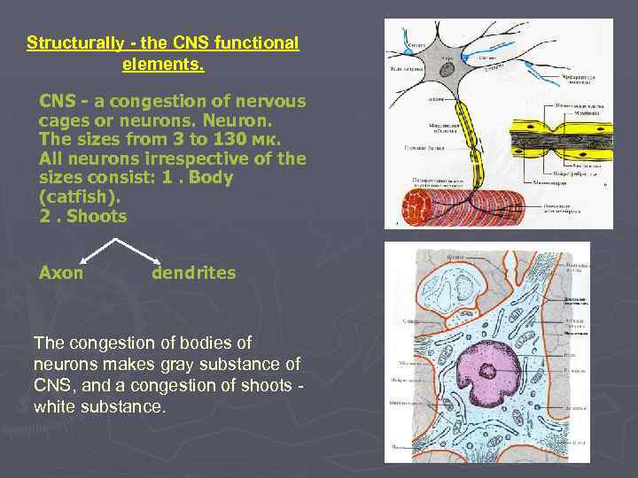 Structurally - the CNS functional elements. CNS - a congestion of nervous cages or