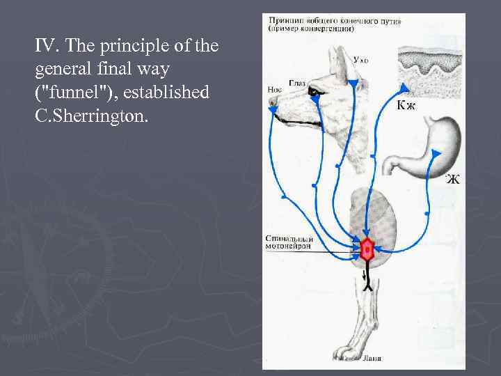 IV. The principle of the general final way (