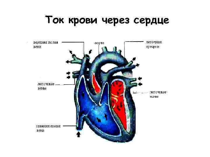 Ток крови через сердце 