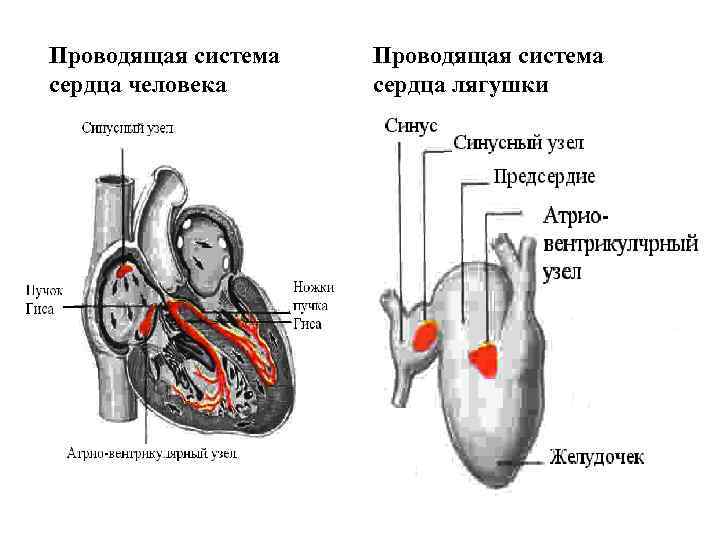 Проводящая система сердца человека Проводящая система сердца лягушки 