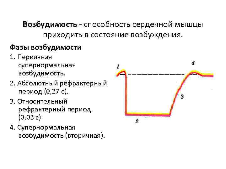 Фазы возбуждения. Фазы рефрактерности сердечной мышцы. .Фаза кратковременного повышения возбудимости. Возбудимость сердечной мышцы. Фаза супернормальной возбудимости.