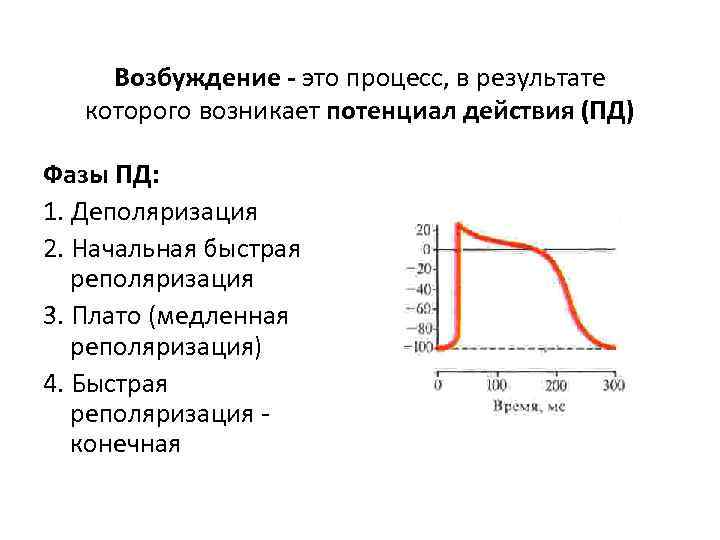 Возбуждение - это процесс, в результате которого возникает потенциал действия (ПД) Фазы ПД: 1.