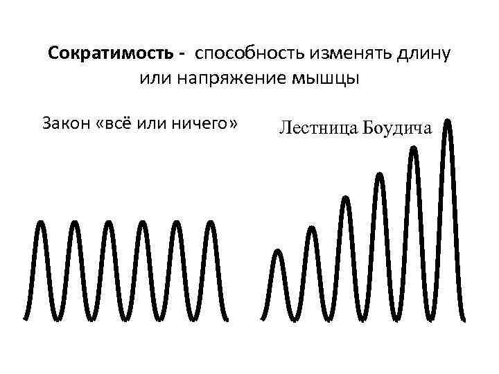 Сократимость - способность изменять длину или напряжение мышцы Закон «всё или ничего» Лестница Боудича
