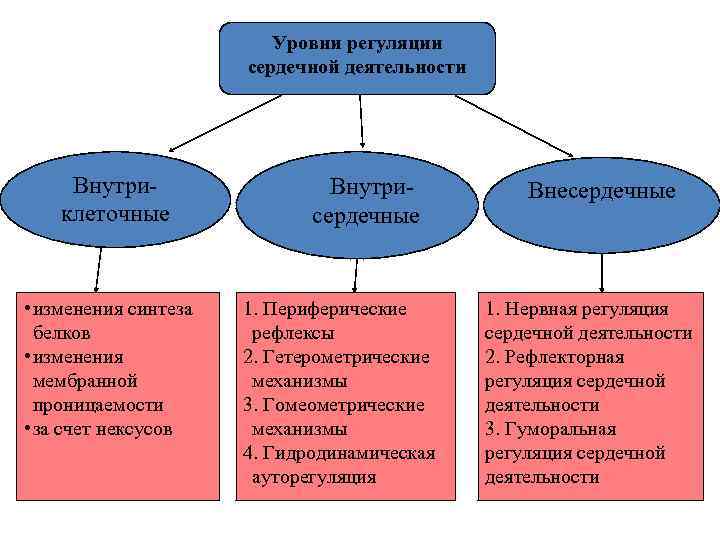 Уровни регуляции сердечной деятельности Внутриклеточные • изменения синтеза белков • изменения мембранной проницаемости •