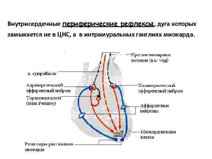 Внутрисердечные периферические рефлексы, дуга которых замыкается не в ЦНС, а в интрамуральных ганглиях миокарда.