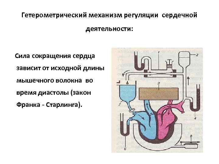 Гетерометрический механизм регуляции сердечной деятельности: Сила сокращения сердца зависит от исходной длины мышечного волокна