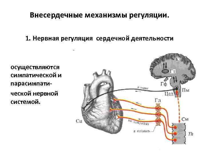 Внесердечные механизмы регуляции. 1. Нервная регуляция сердечной деятельности осуществляются симпатической и парасимпатической нервной системой.