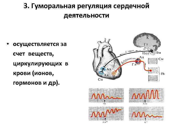 Регуляция деятельности сердца схема