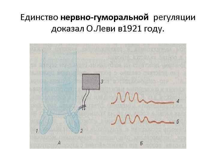 Единство нервно-гуморальной регуляции доказал О. Леви в 1921 году. 