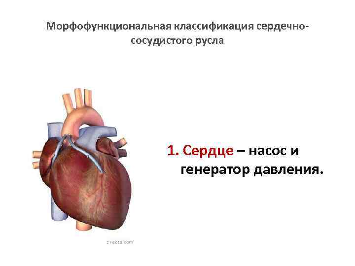 Морфофункциональная классификация сердечнососудистого русла 1. Сердце – насос и генератор давления. 