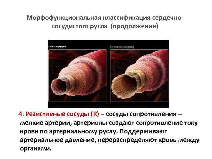 Морфофункциональная классификация сердечнососудистого русла (продолжение) 4. Резистивные сосуды (R) – сосуды сопротивления – мелкие