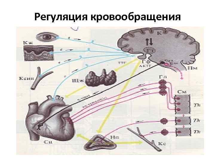 Регуляция кровообращения 