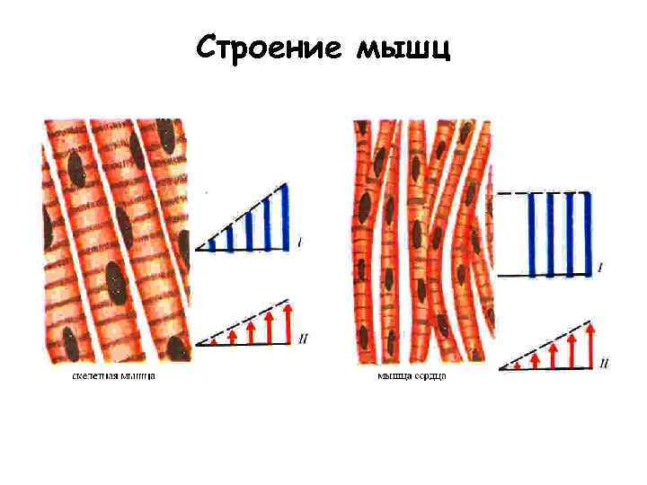 Строение мышц 