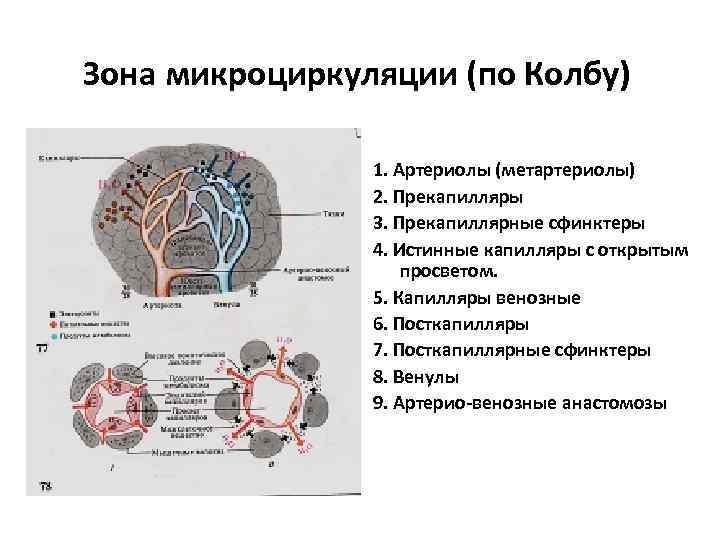 Зона микроциркуляции (по Колбу) 1. Артериолы (метартериолы) 2. Прекапилляры 3. Прекапиллярные сфинктеры 4. Истинные