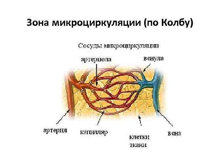 Зона микроциркуляции (по Колбу) 