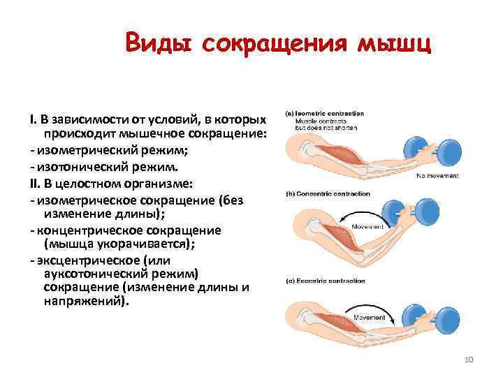 Виды сокращения мышц I. В зависимости от условий, в которых происходит мышечное сокращение: -