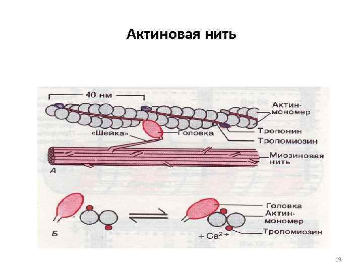 Актиновая нить 19 