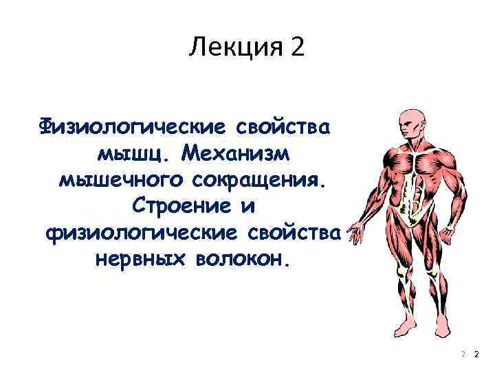 Лекция 2 Физиологические свойства мышц. Механизм мышечного сокращения. Строение и физиологические свойства нервных волокон.