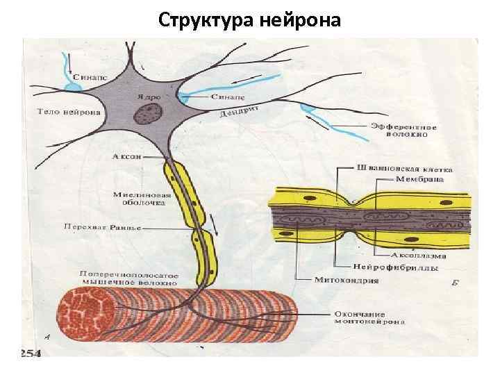 Структура нейрона 