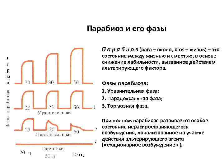 Парабиоз и его фазы П а р а б и о з (para –