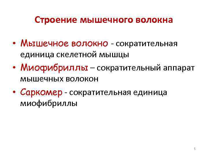 Строение мышечного волокна • Мышечное волокно - сократительная единица скелетной мышцы • Миофибриллы –