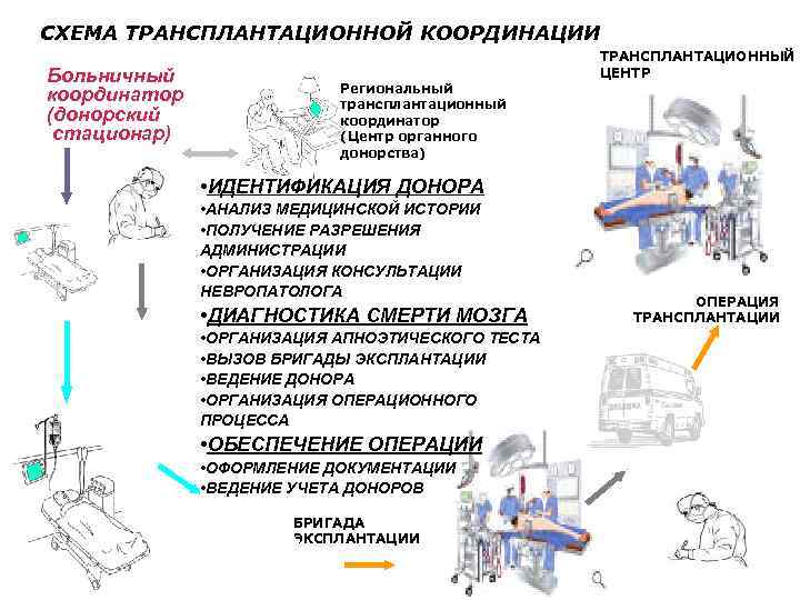 СХЕМА Belgian Experence Using MP as a Tool to. КООРДИНАЦИИ ТРАНСПЛАНТАЦИОННОЙ Expand the Donor