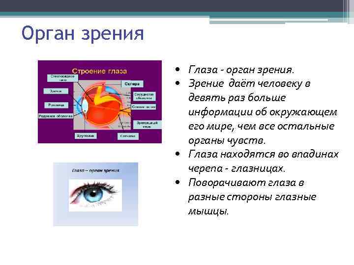 Орган зрения • Глаза - орган зрения. • Зрение даёт человеку в девять раз