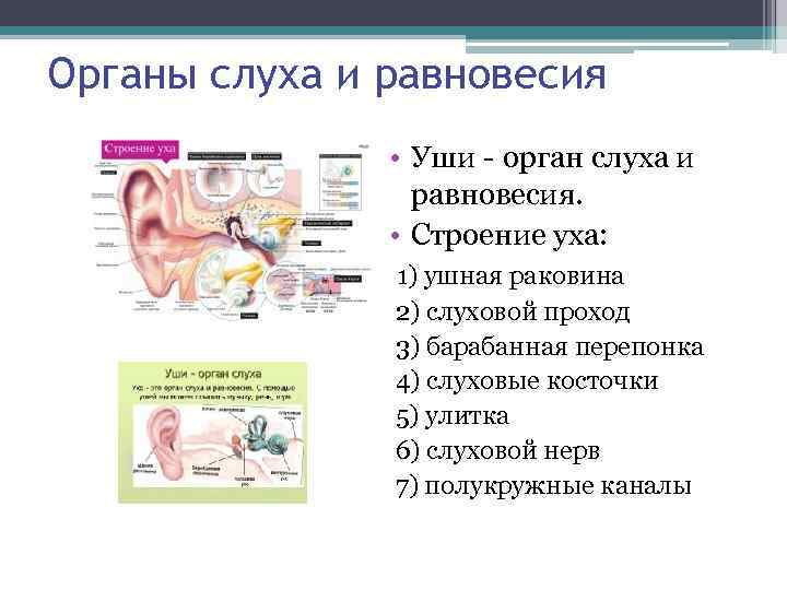 Органы слуха и равновесия • Уши - орган слуха и равновесия. • Строение уха: