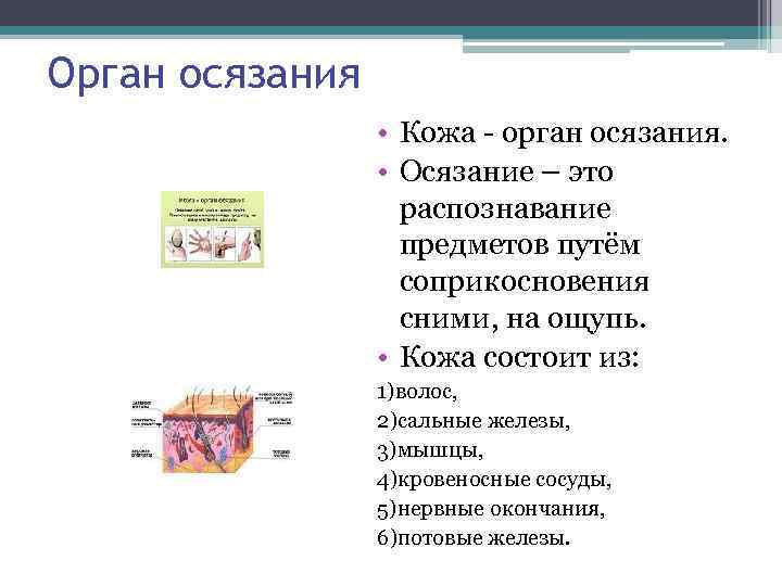 Орган осязания • Кожа - орган осязания. • Осязание – это распознавание предметов путём