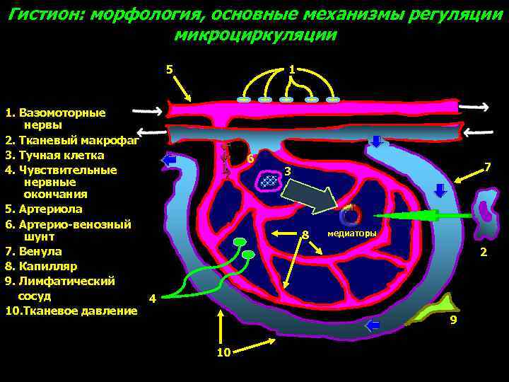 Гистион: морфология, основные механизмы регуляции микроциркуляции 5 1 1. Вазомоторные нервы 2. Тканевый макрофаг