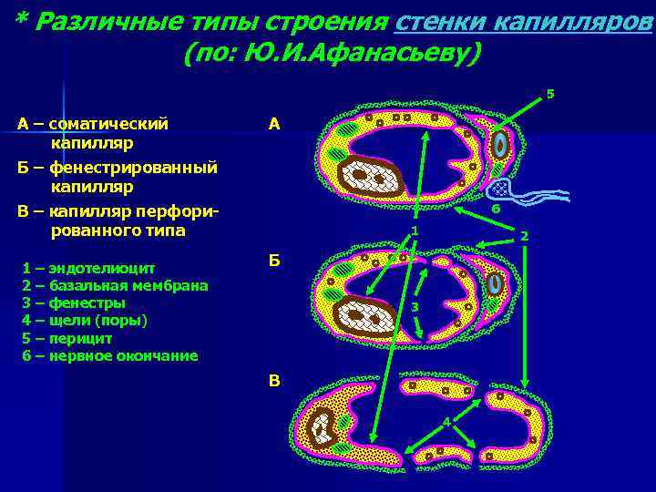 * Различные типы строения стенки капилляров (по: Ю. И. Афанасьеву) 5 А – соматический