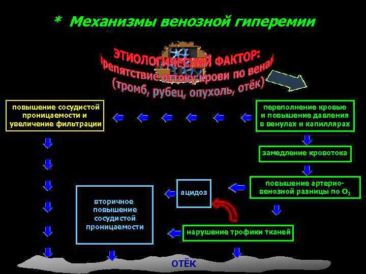 * Механизмы венозной гиперемии повышение сосудистой проницаемости и увеличение фильтрации переполнение кровью и повышение