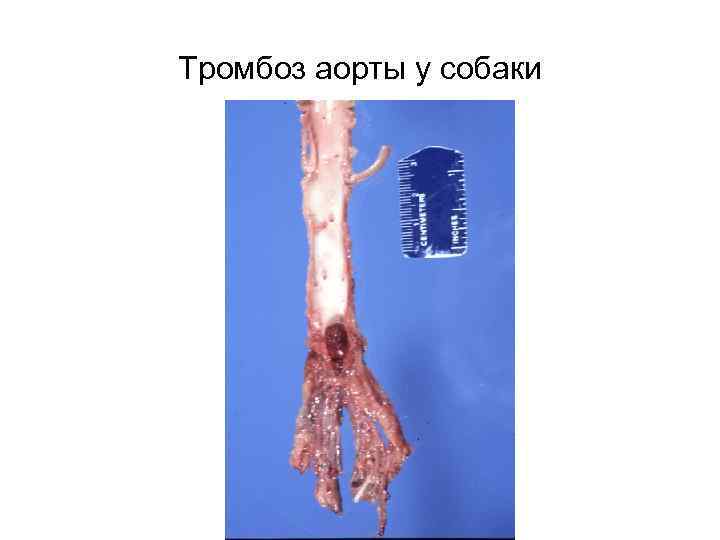 Тромбоз аорты у собаки 
