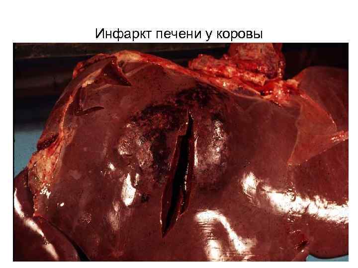 Инфаркт печени у коровы 