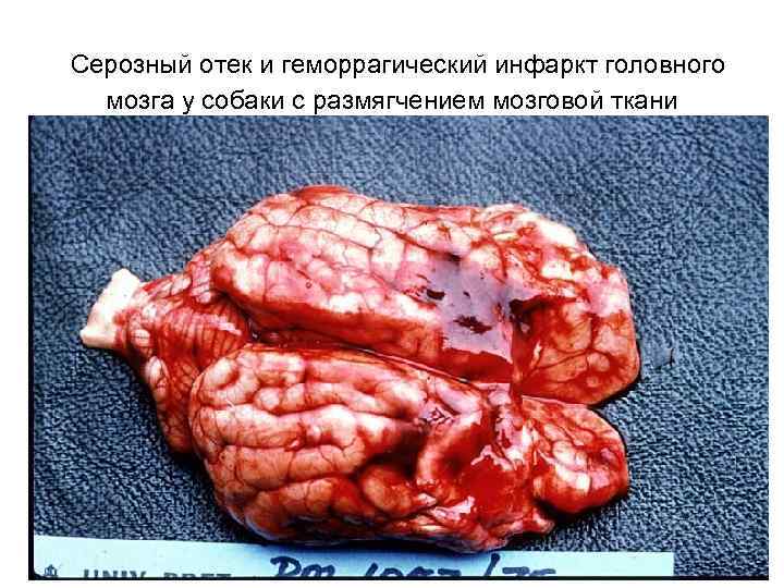 Серозный отек и геморрагический инфаркт головного мозга у собаки с размягчением мозговой ткани 