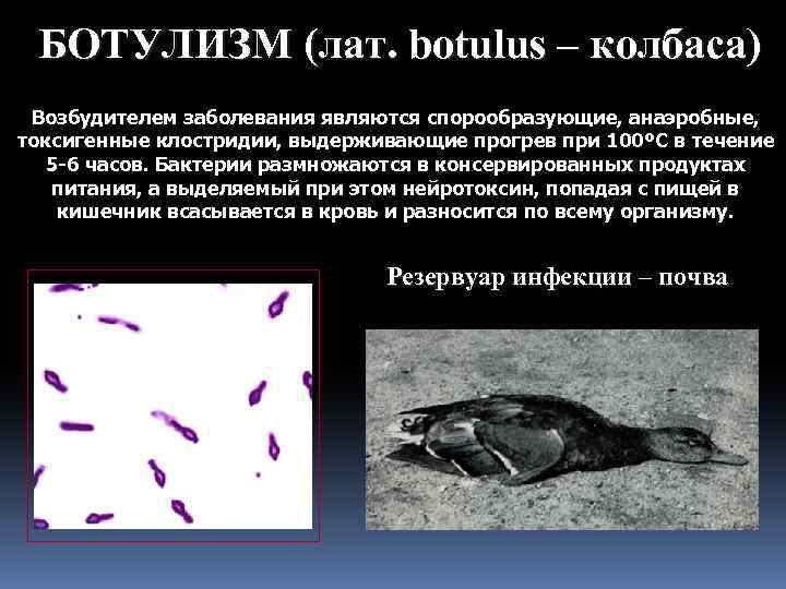БОТУЛИЗМ (лат. botulus – колбаса) Возбудителем заболевания являются спорообразующие, анаэробные, токсигенные клостридии, выдерживающие прогрев