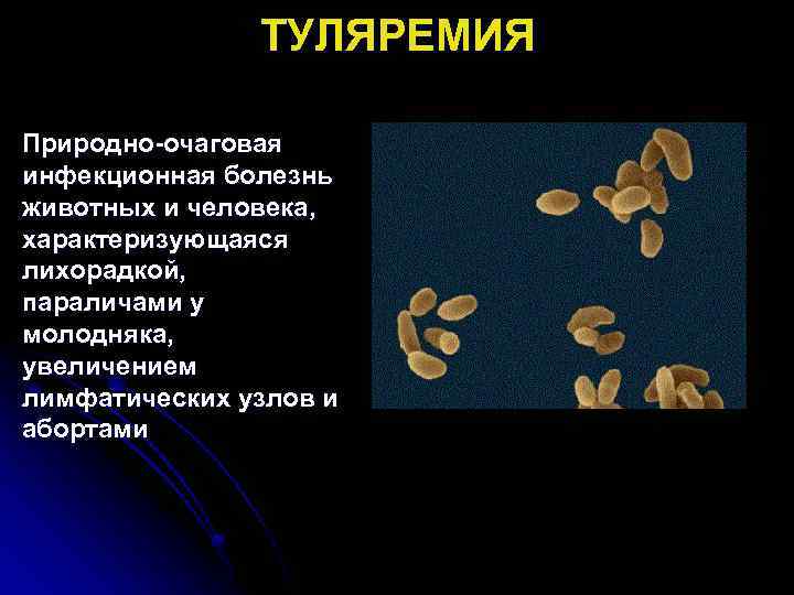 ТУЛЯРЕМИЯ Природно-очаговая инфекционная болезнь животных и человека, характеризующаяся лихорадкой, параличами у молодняка, увеличением лимфатических