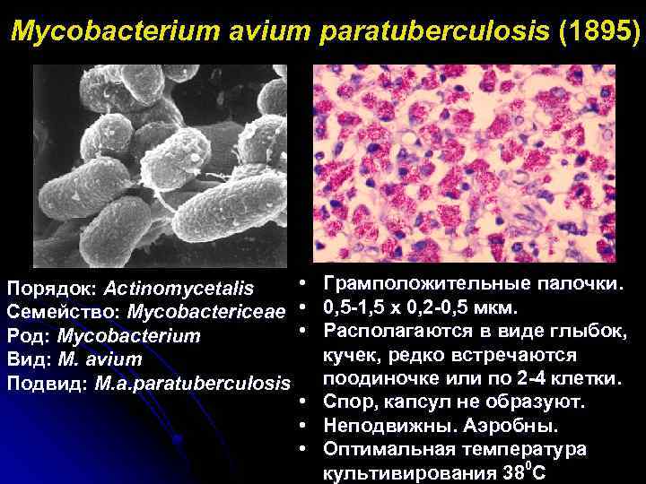Микобактерия какая. Микобактериум Авиум. Бактерия паратуберкулеза. Возбудитель паратуберкулеза.