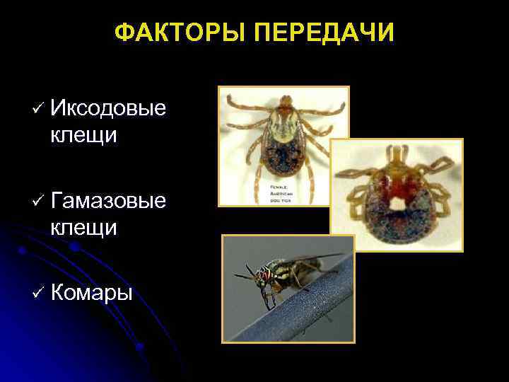 ФАКТОРЫ ПЕРЕДАЧИ ü Иксодовые клещи ü Гамазовые клещи ü Комары 