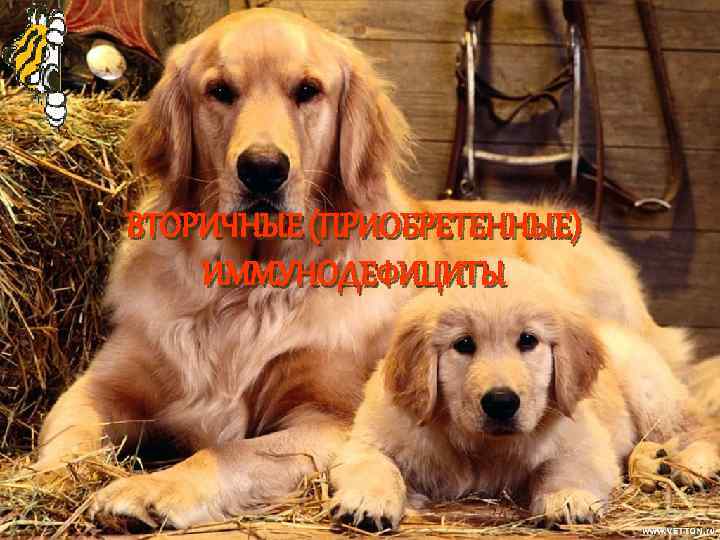 ВТОРИЧНЫЕ (ПРИОБРЕТЕННЫЕ) ИММУНОДЕФИЦИТЫ 