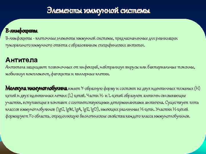 Элементы иммунной системы В-лимфоциты В лимфоциты клеточные элементы иммунной системы, предназначенные для реализации гуморального