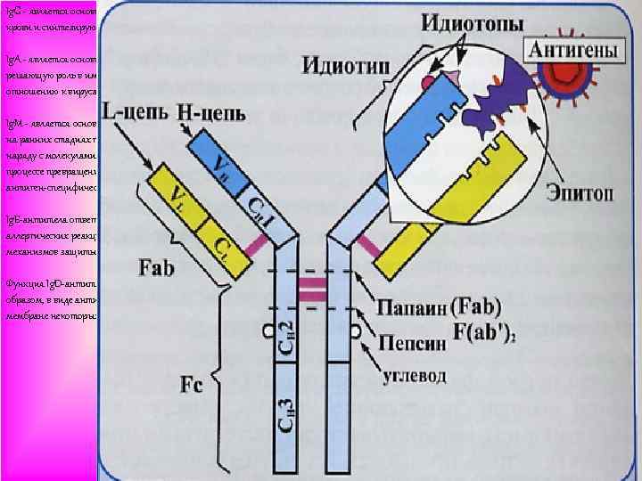 Ig. G является основным классом иммуноглобулинов, находящихся в крови и синтезирующихся при вторичном иммунном
