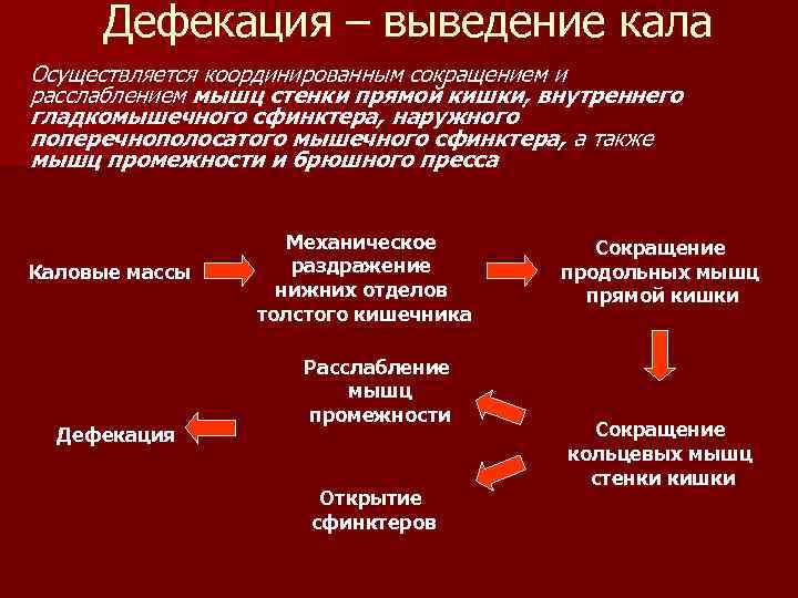 Дефекация – выведение кала Осуществляется координированным сокращением и расслаблением мышц стенки прямой кишки, внутреннего