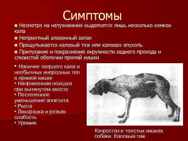 Симптомы Несмотря на натуживания выделяется лишь несколько комков кала n Неприятный зловонный запах n